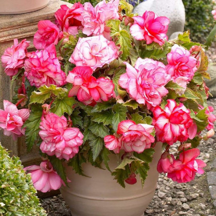 Begonie Pink Balcony - Begonia tuberhybrida - prodej cibulovin - 2 ks