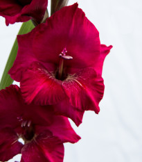 Gladiol Plum Tart - Gladiolus byzantinus - prodej cibulovin - 3 ks