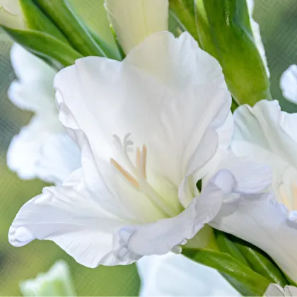 Gladiol White Prosperity - Gladiolus - prodej cibulovin - 3 ks