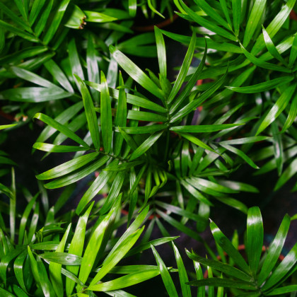 Palma horská - Chamaedorea seifrizii - prodej semen - 8 ks