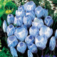 Krokus Sky Blue - Crocus vernus - prodej cibulovin - 3 ks