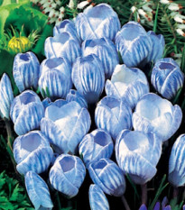 Krokus Sky Blue - Crocus vernus - prodej cibulovin - 3 ks