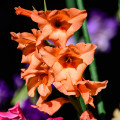 Gladiol oranžový - Gladiolus communis - prodej cibulovin - 3 ks