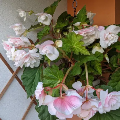 Begonie převislá Angelique - Begonia odorata - prodej cibulovin - 2 ks