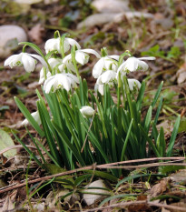 Plnokvětá sněženka - Galanthus nivalis double - prodej cibulovin - 3 ks