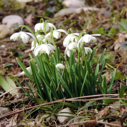 Plnokvětá sněženka - Galanthus nivalis double - prodej cibulovin - 3 ks