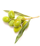 Olivovník - plod