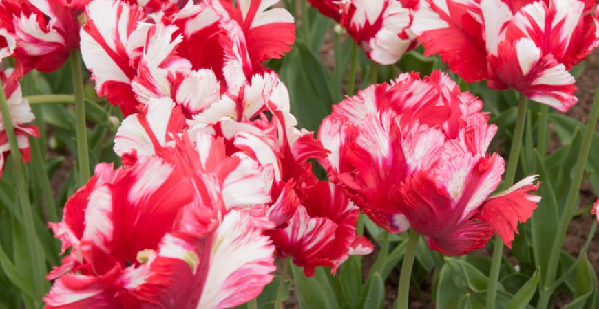 Na co dát pozor při pěstování tulipánů