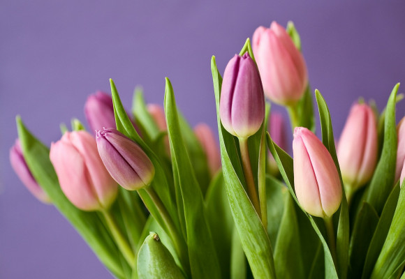 Tulipány – nízké i vysoké, kvetoucí časně z jara i počátkem léta