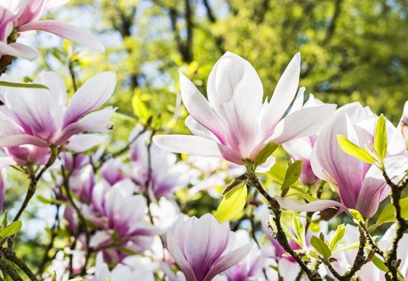 Pěstování magnolií ze semen vyžaduje více práce, ale není to nemožné
