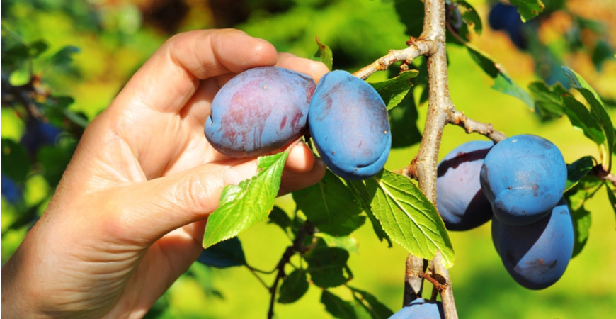 Pěstování ovocných stromů – slivoně