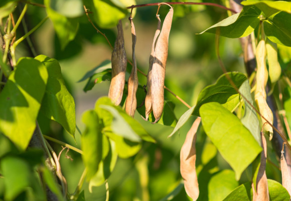 Fazole ze semínka – jak na pěstování luskovin?