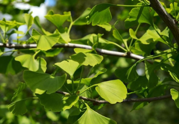 Ginkgo biloba - strom se zázračnými účinky