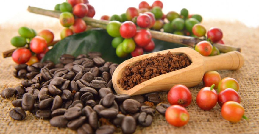 Pijete rádi kávu? Zkuste pěstovat kávovník