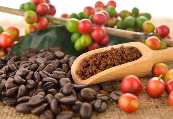Pijete rádi kávu? Zkuste pěstovat kávovník