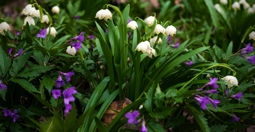 Sněženky a bledule – jedny z prvních jarních květin