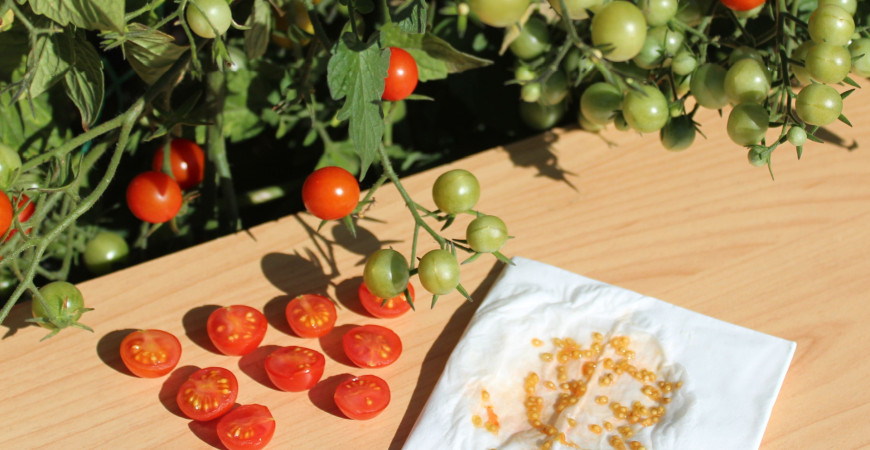 Vybíráme semena rajčat – na co si dát pozor