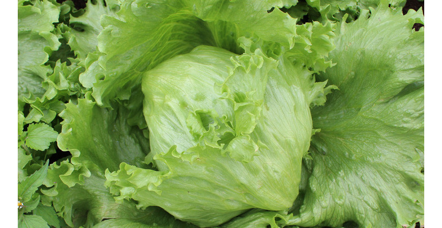 Pěstování salátu a jeho síla v podobě vitamínů