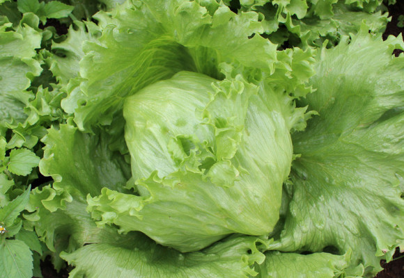 Pěstování salátu a jeho síla v podobě vitamínů
