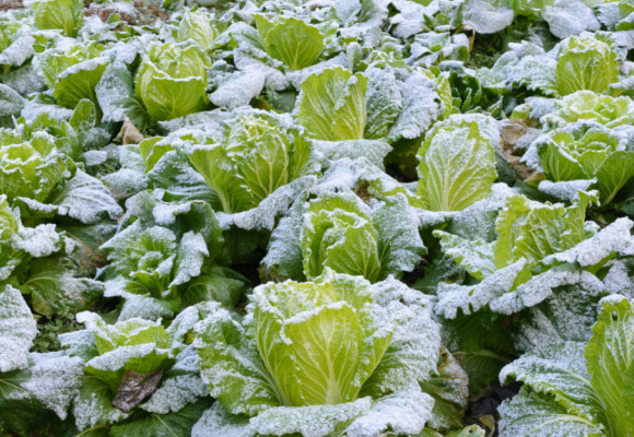 Jakou zeleninu lze pěstovat i pod sněhem?